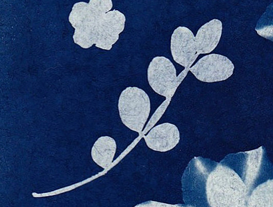 Cyanotype